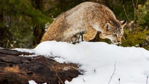 Big Cats: An Amazing Animal Family