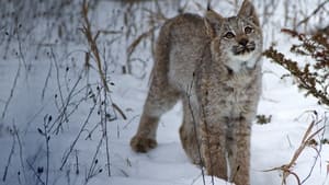 Big Cats: An Amazing Animal Family