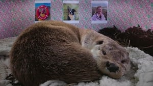 Billy & Molly: An Otter Love Story