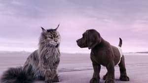 Cat and Dog