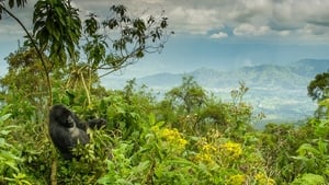 Dian Fossey: Secrets in the Mist