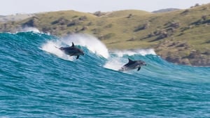 Dolphins