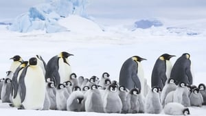 March of the Penguins 2: The Next Step