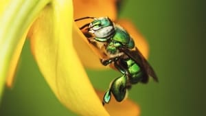 Mexico: Earth’s Festival of Life