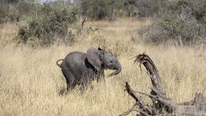 Naledi: A Baby Elephant’s Tale