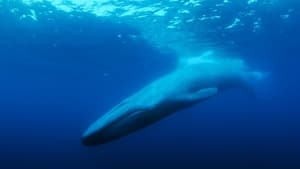 The Loneliest Whale: The Search for 52