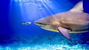 World’s Biggest Bull Shark?